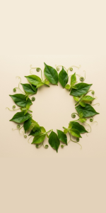 Plantes
